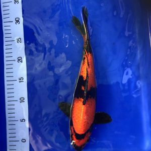 Koi Hi Utsuri, 30-35 cm - Koifarm Straeten