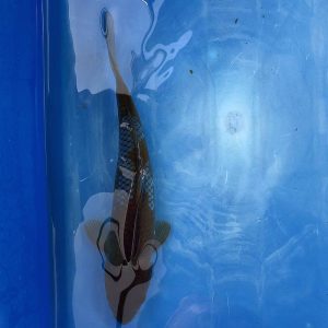 Koi Oshiba Shigure, 30-35 cm - Koifarm Straeten