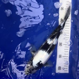 Koi Shiro Utsuri, 35-40 cm - Koifarm Straeten