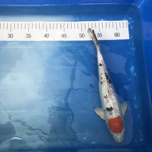 Koi Tancho Sanke Ginrin, 25-30 cm - Koifarm Straeten