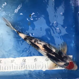 Koi Tancho Showa, 35-40 cm - Koifarm Straeten