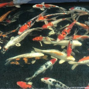 Kois, verschiedene Varietäten, 25-30 cm - Koifarm Straeten