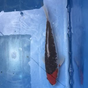 Koi Goshiki, 25-30 cm - Koifarm Straeten