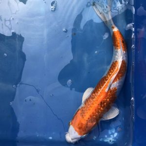 Koi Orenji Hariwake Ginrin, 25-30 cm - Koifarm Straeten