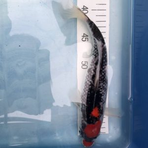 Koi Tancho Goshiki, 25-30 cm - Koifarm Straeten