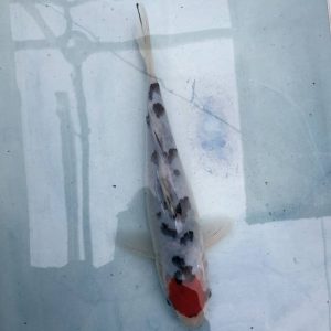 Koi Tancho Sanke, 21-25 cm - Koifarm Straeten