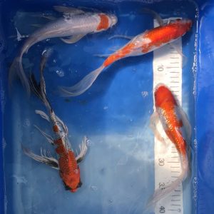 Koi butterfly, Kohaku,Tancho Hariwake, Kujaku, Koifarm Straeten