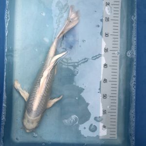 Koi Butterfly Platinum, 40-45 cm - Koifarm Straeten