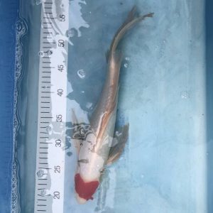 Koi Butterfly Tancho, 35-40 cm - Koifarm Straeten