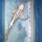 Koi Butterfly White Ghost, 40-45 cm - Koifarm Straeten