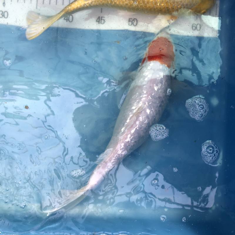 Koi Ginrin Tancho, 30-35 cm - Koifarm Straeten