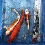 Koi Kujaku, Tancho Showa, Ginrin aka Muji, Ghost Orenji Hariwake, Koifarm Straeten