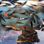 Koi Baby, Koifarm Straeten