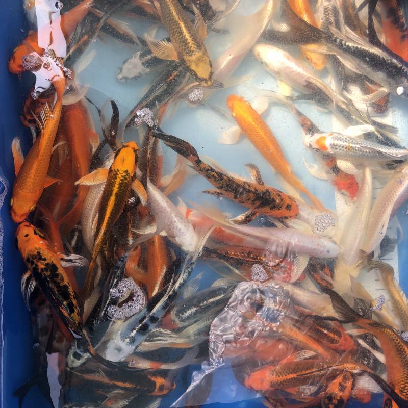 Koi Butterfly, 16-19 cm - Koifarm Straeten
