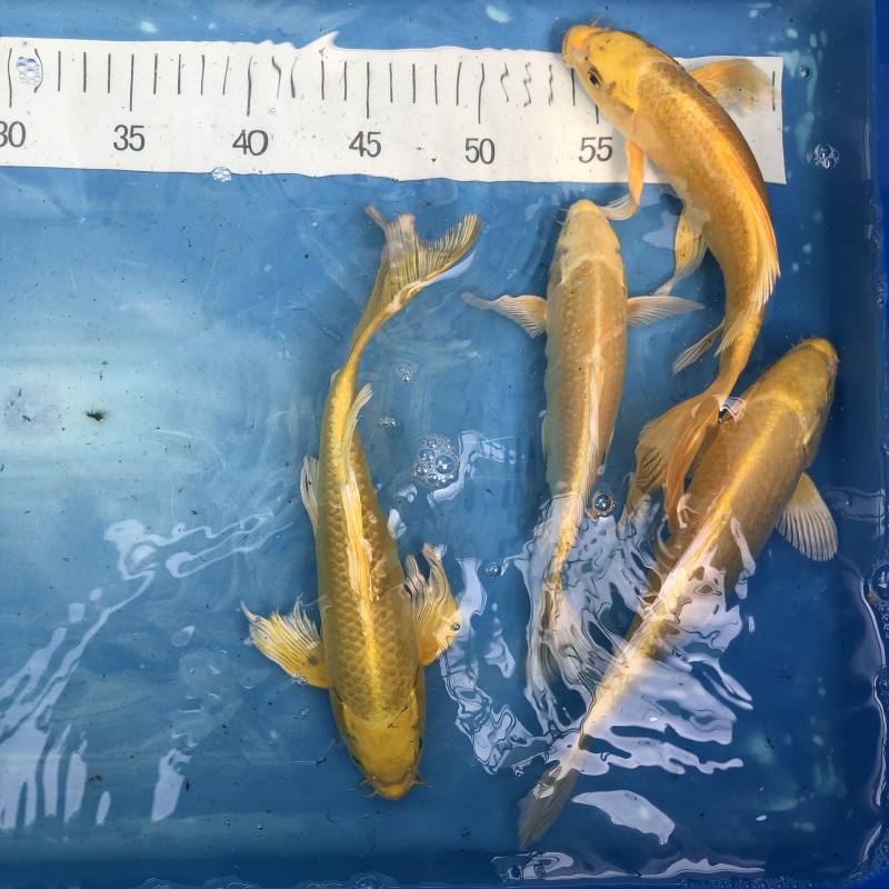 Koi gelb - Koifarm Straeten