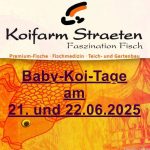 Baby-Koi-Tage 2025 - Koifarm Straeten