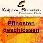 Pfingsten - Koifarm Straeten