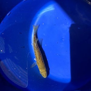 Forellenbarsch - Koifarm Straeten