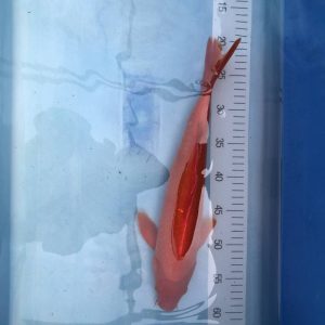 Koi Aka Muji - Koifarm Straeten