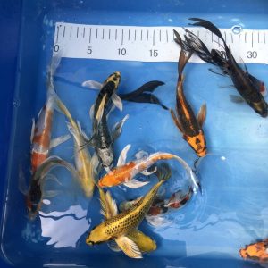 Koi Butterfly 1, 15-18 cm - Koifarm Straeten