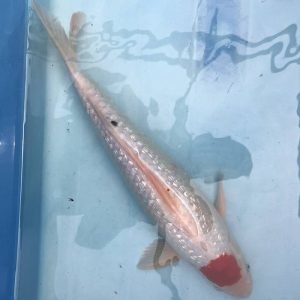 Koi Ginrin Tancho - Koifarm Straeten