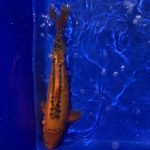 Koi Orenji Ghost, 30-35 cm, Koifarm Straeten
