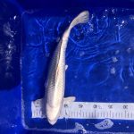 Koi Platinum, 40-45 cm - Koifarm Straeten