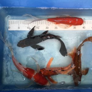 Koi Butterfly, 30-35 cm - Koifarm Straeten