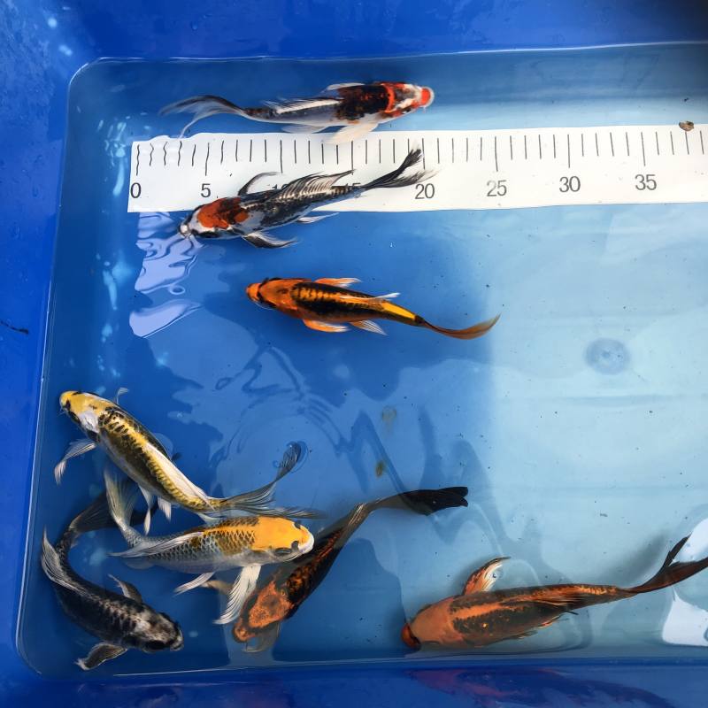Koi Butterfly,15-18 cm - Koifarm Straeten