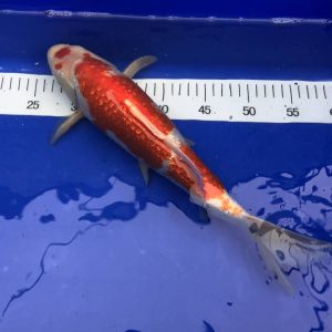 Koi Ginrin Maruten Kohaku,40-45 cm - Koifarm Straeten