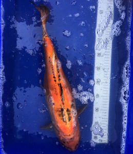 Koi Ghost Orenji, 55-60 cm - Koifarm Straeten