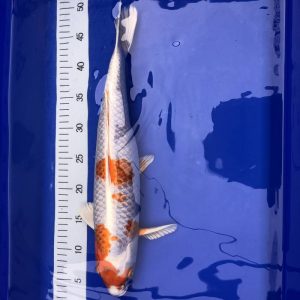 Koi Orenji Hariwake, 45-50 cm - Koifarm Straeten