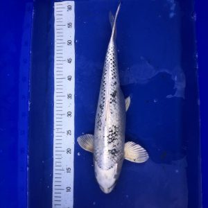 Koi Shiro Bekko, 45-50 cm - Koifarm Straeten