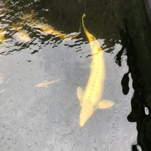 Albino-Sterlet, 100 cm 1 - Koifarm Straeten