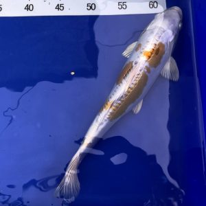 Koi Doitsu Hariwake, 30-35 cm - Koifarm Straeten