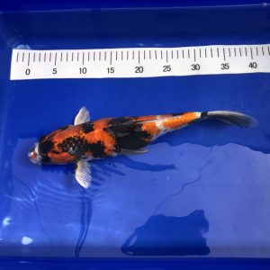 Koi Kindai Showa, 35-40 cm - Koifarm Straeten