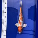 Koi Orenji Hariwake, 30-35 cm - Koifarm Straeten