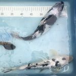 Koi Shiro Bekko, Shiro Utsuri - Koifarm Straeten