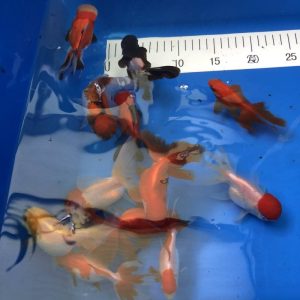 Oranda und Co - Koifarm Straeten