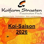 Koi-Saison 2026 - Koifarm Straeten