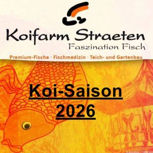 Koi-Saison 2026 - Koifarm Straeten