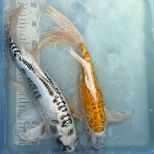Koi Butterfly, Hi Shusui, Ghost, Hariwake, 40-45 cm - Koifarm Straeten