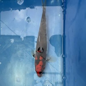 Koi Doitsu Goshiki, 25-30 cm - Koifarm Straeten