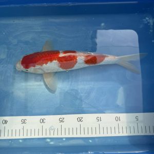 Koi Ginrin Kohaku, 30-35 cm - Koifarm Straeten