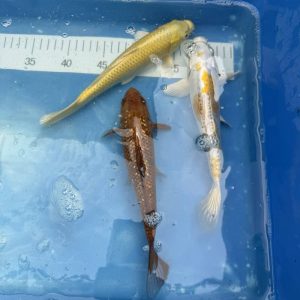 Koi Hariwake, Yamabuki, Chagoi, 21-25 cm - Koifarm Straeten