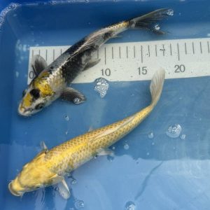 Koi Ki Showa, Yamabuki, 21-25 cm - Koifarm Straeten