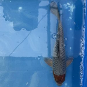Koi Tancho Soragoi, 21-25 cm - Koifarm Straeten