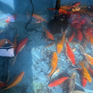 Goldfische, verschiedene Varietäten - Koifarm Straeten