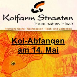 Koi-Abfangen 2026 - Koifarm Straeten