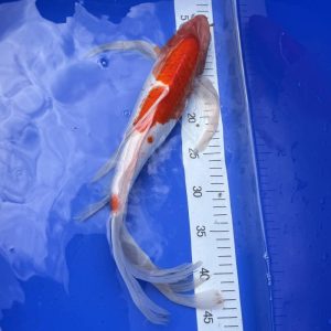 Koi Butterfly Kohaku, 40-45 cm - Koifarm Straeten